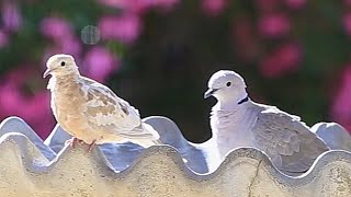 Leucistic Mourning Dove and Eurasian Collared Dove Chummy on the Bird Bath 😍🕊⛲ [upl. by Kristie]