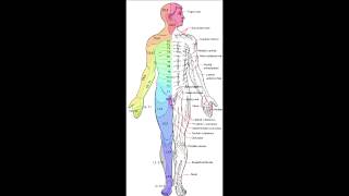 Landmark Dermatomes of Spinal Nerves [upl. by Cogen]