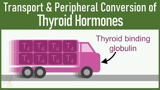 SECRETS of Transport and Peripheral Conversion of Thyroid Hormones THAT VERY FEW KNOWS [upl. by Gar]