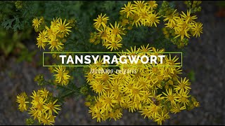 Tansy Ragwort [upl. by Oglesby]