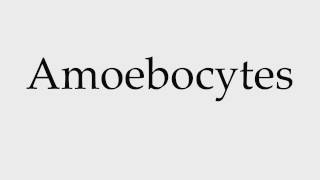 How to Pronounce Amoebocytes [upl. by Devine]