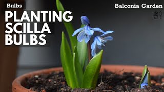 How To Plant Scilla Bulbs Siberian Squill In Pots Or Containers 🌿 Balconia Garden [upl. by Belcher794]