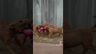 APBT Pups Destroying A Dragon 🐉 apbt pitbull adba americanpitbullterrier realapbt workingdogs [upl. by Lovmilla]