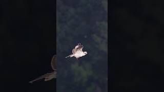 🦅 Osprey Family Update Early Morning Homecoming Osprey Chick Flies Back to Nest osprey nature [upl. by Fasa139]