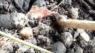 Japanese Raccoon Dog Helps the Seed Dispersal of Ginkgo Tree [upl. by Molohs]