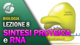 BIOLOGIA  Lezione 8  Sintesi Proteica e RNA [upl. by Aekan]