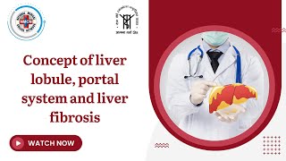 Concept of liver lobule portal system and liver fibrosis [upl. by Airym]