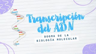 Transcripción del ADN ¿Sabes cómo se fabrica el ARNm [upl. by Stringer]