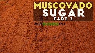 How to cook muscovado sugar  Muscovado sugar Part 3 Agribusiness [upl. by Juni]