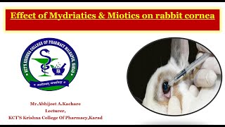 Expt no 14 amp 15 Effect of Mydriatics amp Miotics on rabbit cornea [upl. by Nylyrehc]