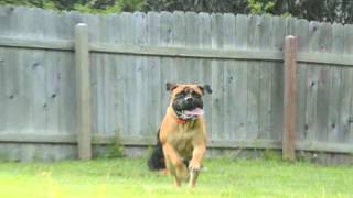 Crazy Huge Dog Chasing me Bullmastiff with floppy ears in SloMo [upl. by Alma]