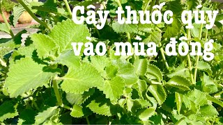 Cây tần dày lá hay còn gọi là cây húng chanh  Plectranthus amboinicus  NT124 [upl. by Amity538]