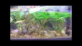 Guppies Eating Veggie Pellet [upl. by Gerius]