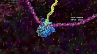 mRNA processing and the Spliceosome 2014 by Drew Berry wehitv [upl. by Kcaz]