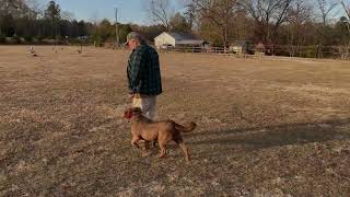 OGEECHEE RIVER RETRIEVERS [upl. by Odnomor]