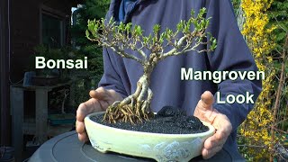 Bonsai umtopfen mal anders mit einer Forsythie als Mangrovenbonsai Mangroven Look Mit Detlef Römisch [upl. by Josephson]