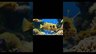 Boxfish shorts youtubeshorts [upl. by Keary]