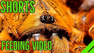 Pterinochilus murinus Orange Baboon Tarantula Feeding shorts [upl. by Betteann704]