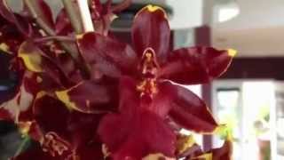 Orchid care Phalaenopsis alternative Colmanara Golden Red Star orchid on Vancouver Island [upl. by Morganica]