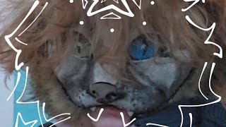 THERIANCAT MASK TUTORIAL ☆ FULL VIDEO ᐠ  ˕ マ [upl. by Dyraj240]