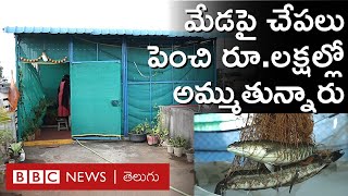 Fish Farming on Terrace మేడపై చేపలు పెంచుతూ రూలక్షల్లో అమ్మకాలు సాగిస్తున్న గృహిణులు  BBC Telugu [upl. by Alamat]