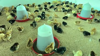 200 FFG Poultry Chicks Batch [upl. by Kynthia]