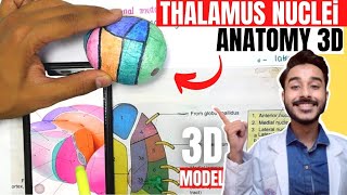 thalamus anatomy 3d  anatomy of thalamus nuclei anatomy [upl. by Radborne]