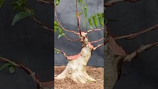 GERAK DASAR BONSAI ANTING PUTRI bonsai bonsaiantingputri bonsaitree shorts fyp [upl. by Asalocin]