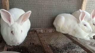 Best quality Rabbit Farming for details 03175569656 [upl. by Bobette]