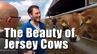 Robotic Milking and Jersey Cows [upl. by Etnoed398]