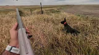 2023 South Dakota Pheasant Opener [upl. by Notelrahc]