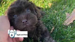 Shih Poo Puppies [upl. by Allebasi]