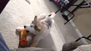 Alaskan Malamute Puppy Howling [upl. by Newel]