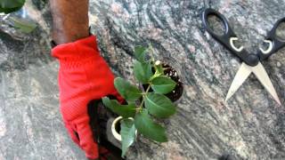 How to Grow Roses from Cuttings Fast and Easy [upl. by Aicena]