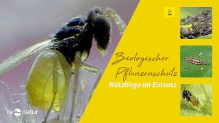 Biologischer Pflanzenschutz  Nützlinge im Einsatz [upl. by Atinot697]