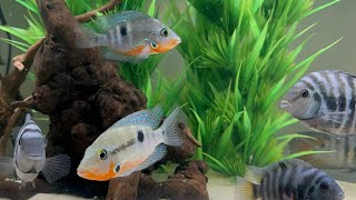 Firemouth Cichlids Added To My Cichlid Aquarium [upl. by Gasperoni404]