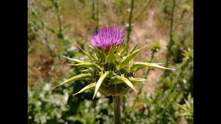 Edible Backyard Weeds Pt 5 English Milk Thistle [upl. by Rochus]