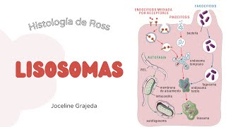 Lisosomas  Histología de Ross [upl. by Hege]