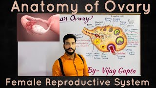 Anatomy of Human Ovary मानव अंडाशय की आंतरिक संरचना structure amp development of follicles [upl. by Wymore]