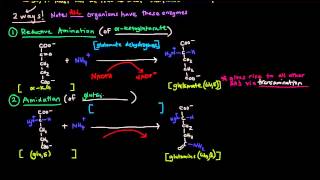 Nitrogen Metabolism Part 2 of 2  Incorporating NH4 Into Amino Acids [upl. by Magda74]