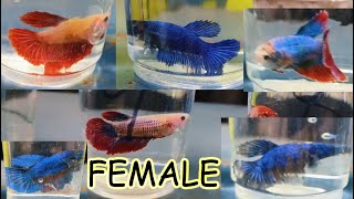 THAILAND IMPORTED ONLY FEMALE BETTA FISH CATALOGUE [upl. by Remsen266]