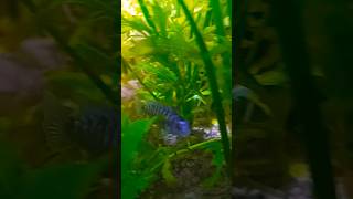 Electric Blue chiclets fish guppyfishtank fish fish aquarium petsvlog chiclete betta [upl. by Alahcim]