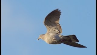 The Shooting Show  pigeon decoying in Essex [upl. by Elna98]