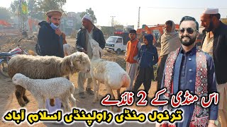 Bakra Mandi Tarnol Rawalpindi Islamabad Update January 2024 [upl. by Auqinehs777]