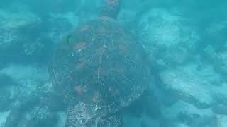 Swimming w Galapagos Sea Turtles  Isla Isabela  61324 galapagos travel snorkel seaturtle [upl. by Ladnyc]