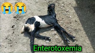 Symptoms Of Enterotoxemia  enterotoxemia in goat  enterotoxemia in cattle [upl. by Chandra137]