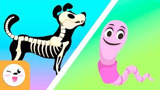 Vertebrate and invertebrate animals  Educational videos for kids [upl. by Margo]