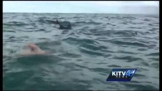 How dolphins protected a swimmer from a shark [upl. by Aggarwal97]