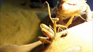 Bearded Dragon vs Praying Mantis [upl. by Ahsakat]