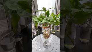 Wandering Jew Grow amp Decor In Water Easily At Home diy houseplants houseplants homeplant [upl. by Frey966]